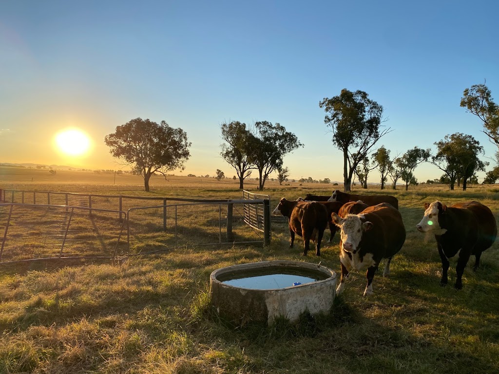 Dathem Park Woolshed | 341 Oxley Ln, Westdale NSW 2340, Australia | Phone: 0427 247 723