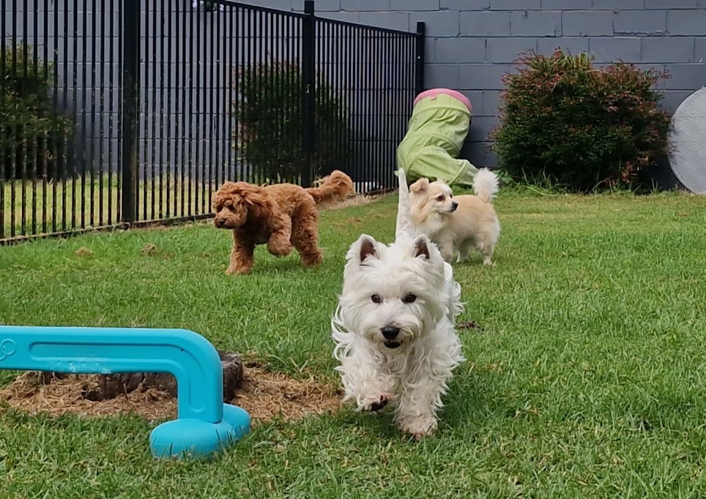 Pawfect Stay | 247 Reynolds Rd, Londonderry NSW 2753, Australia | Phone: 0413 866 896