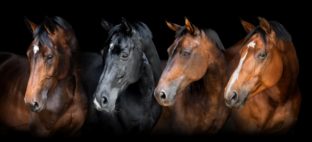 MB Horse Supplies | food | 34 Canecutter Rd, Edmonton QLD 4869, Australia | 0429016061 OR +61 429 016 061