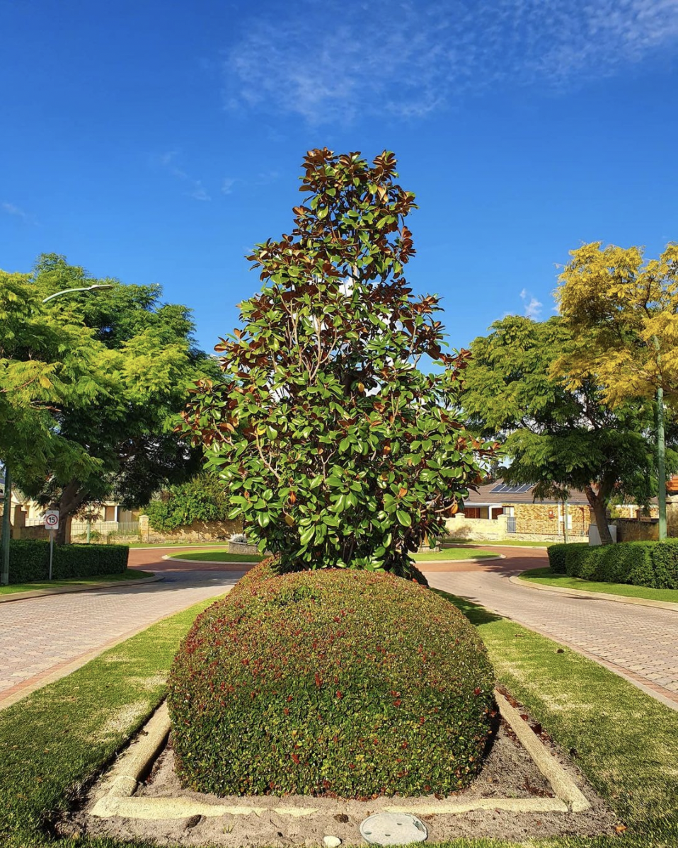 PRESTIGIOUS HEDGING & TREE SERVICES | 51 N Beach Rd, North Beach WA 6020, Australia | Phone: 0430 906 622