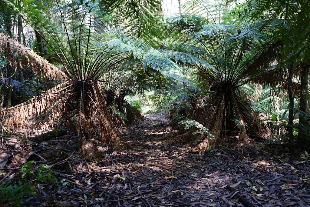 Toolangi State Forest | park | Sylvia Creek Rd, Toolangi VIC 3777, Australia | 136186 OR +61 136186