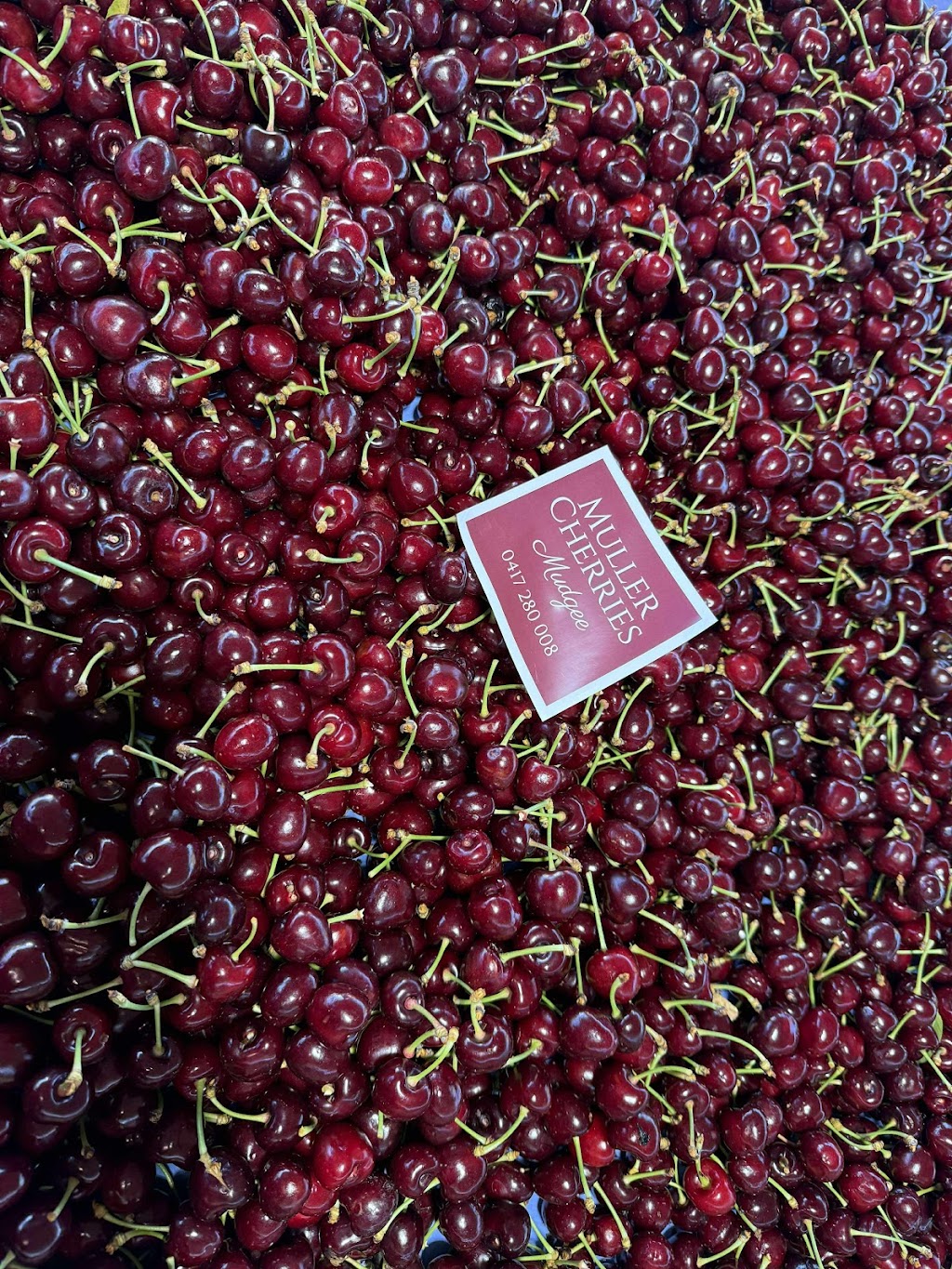 Mullers Cherries Mudgee | 95 Eurunderee Ln, Eurunderee NSW 2850, Australia | Phone: 0417 280 008