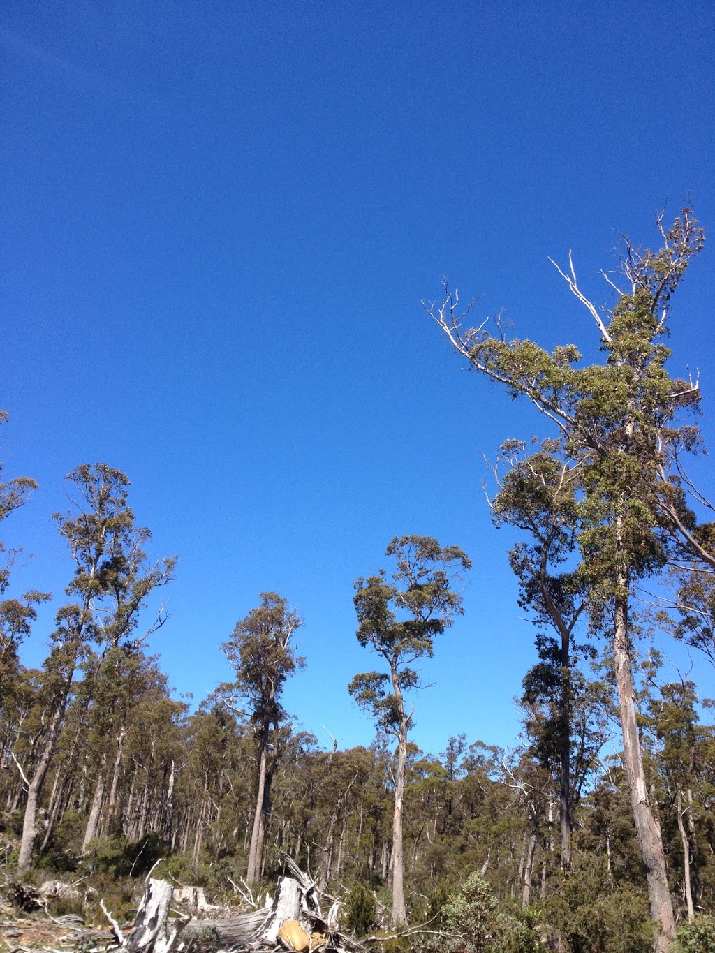 Mount Barrow Visitor Centre | travel agency | Nunamara TAS 7259, Australia