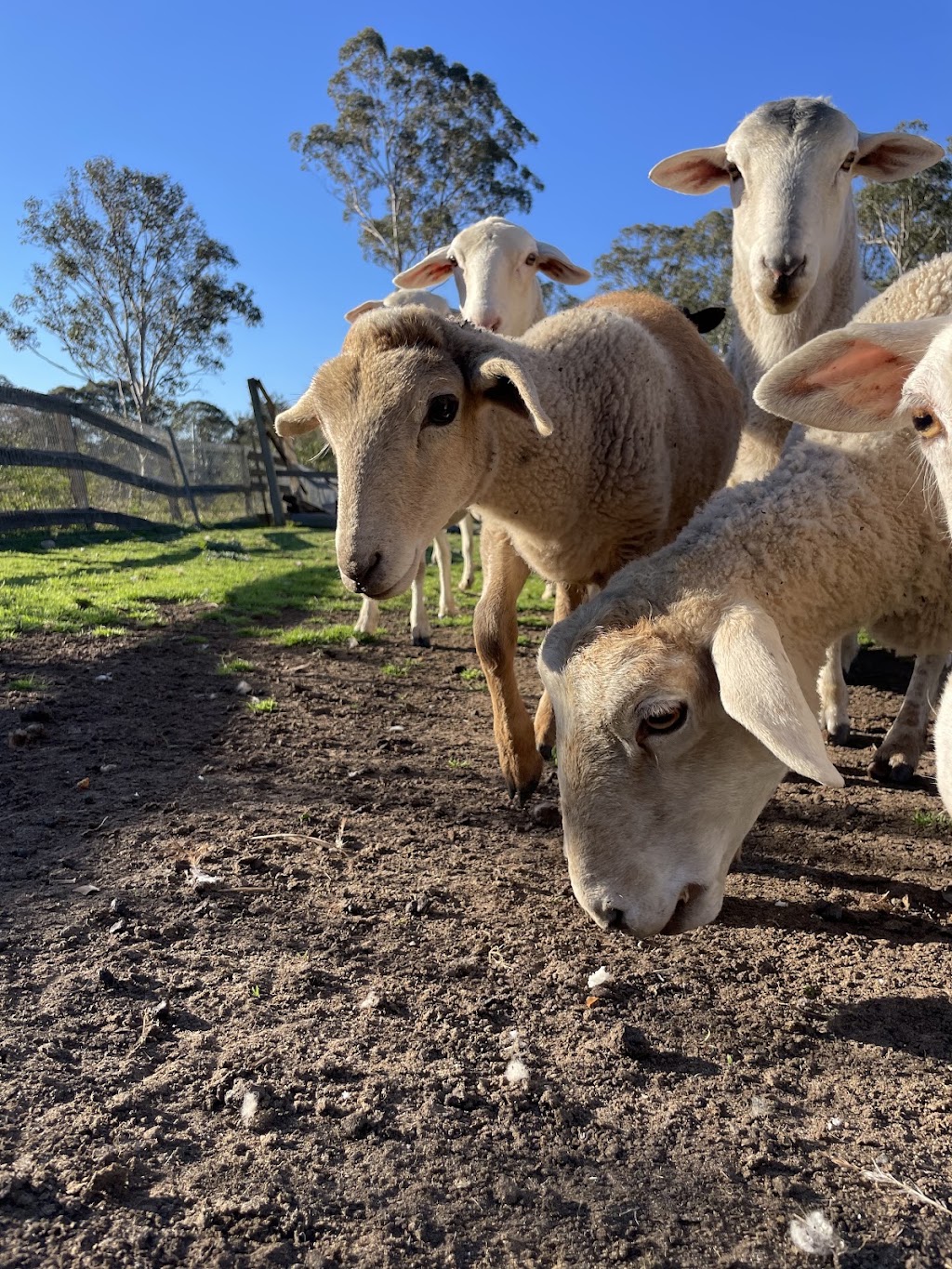 Little Farm Friends | 128 Floribunda Rd, Kemps Creek NSW 2178, Australia | Phone: 0450 505 607