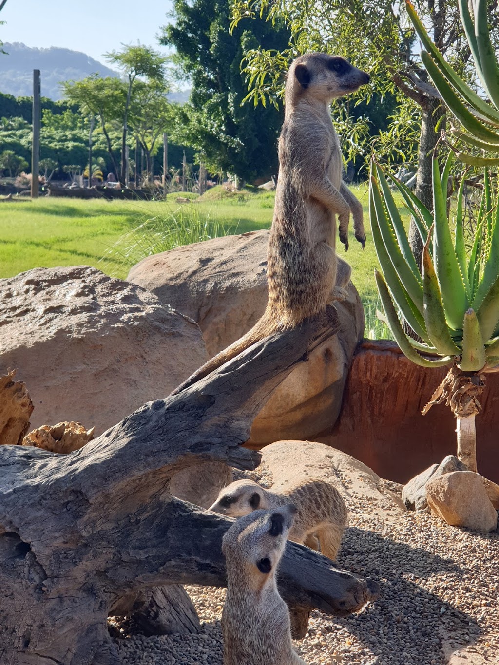 Australia Zoo Wildlife Hospital | veterinary care | 1638 Steve Irwin Way, Beerwah QLD 4519, Australia | 0754362097 OR +61 7 5436 2097