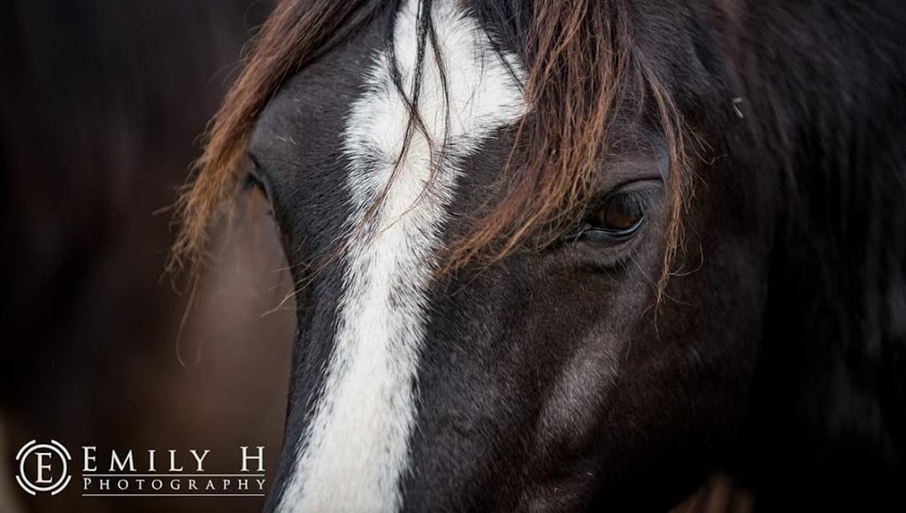 Black Pearl Horses |  | 23430 Hume Hwy, Gunning NSW 2581, Australia | 0435511951 OR +61 435 511 951