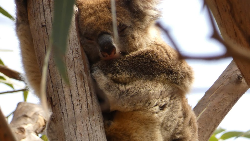 Hanson Bay Wildlife Sanctuary | S Coast Rd, Karatta SA 5223, Australia | Phone: (08) 8559 7344