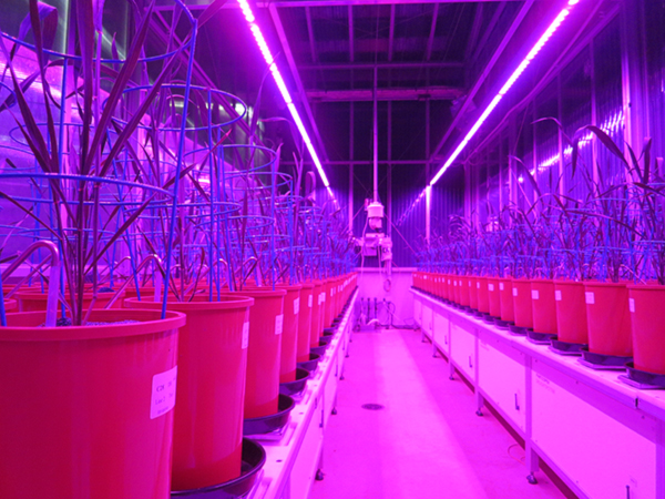 Australian Plant Phenomics Facility | University of Adelaide - Waite Campus Building WT, 40 Hartley Grove, Urrbrae SA 5064, Australia | Phone: (08) 8313 0159