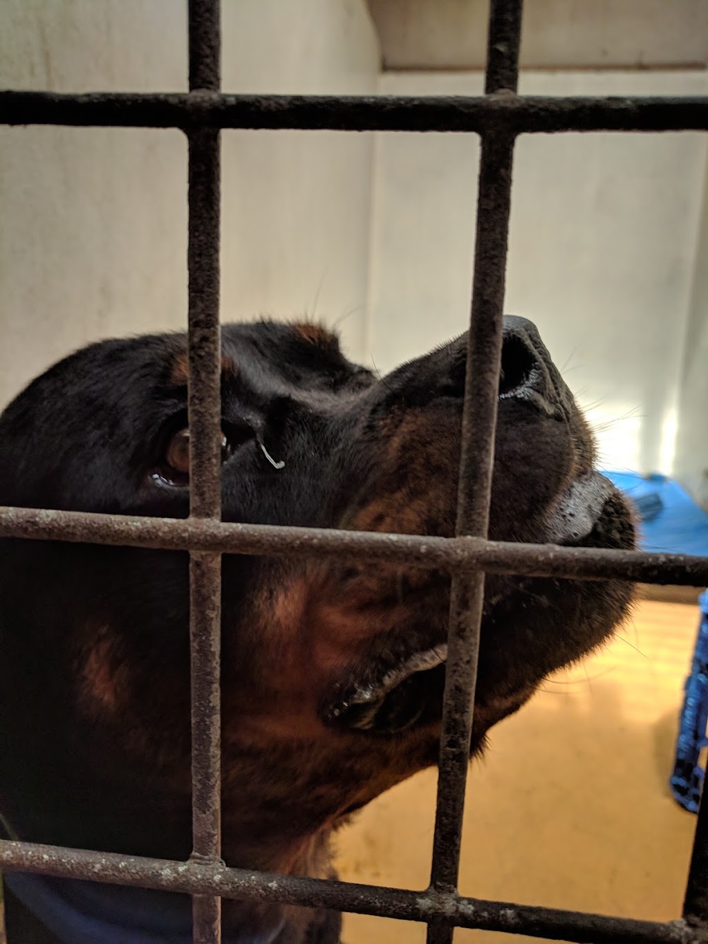 Sydney Dogs & Cats Home | 69-83 Sir Joseph Banks Dr, Kurnell NSW 2231, Australia | Phone: (02) 9587 9611