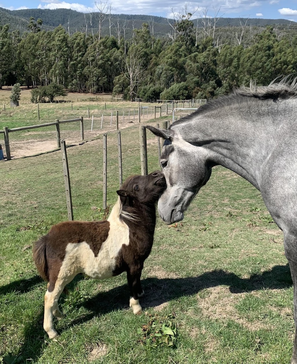 Dark Horse Equestrian | 140 Chadds Creek Rd, Strathewen VIC 3099, Australia | Phone: 0400 263 872