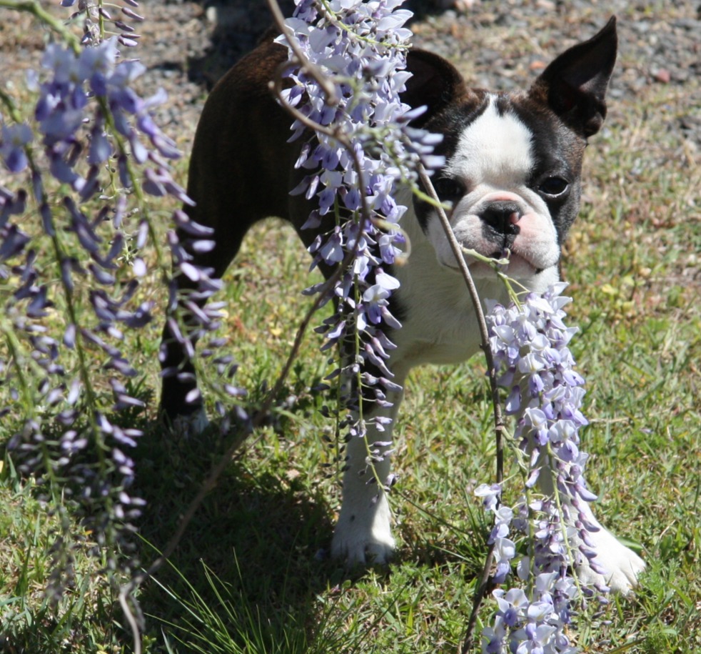 Shebos Boston Terriers | 249 Dalwood Rd, Leconfield NSW 2335, Australia | Phone: 0408 665 537