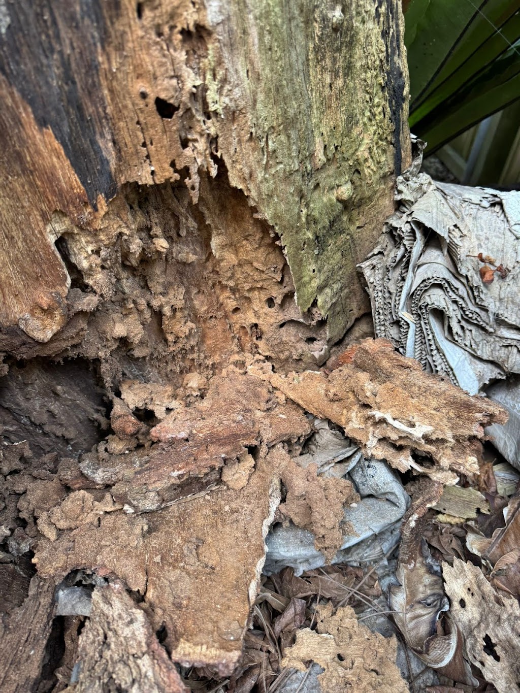 Get Rid of Pests | 6A Worrikul Ave, Fletcher NSW 2287, Australia | Phone: 0420 673 000