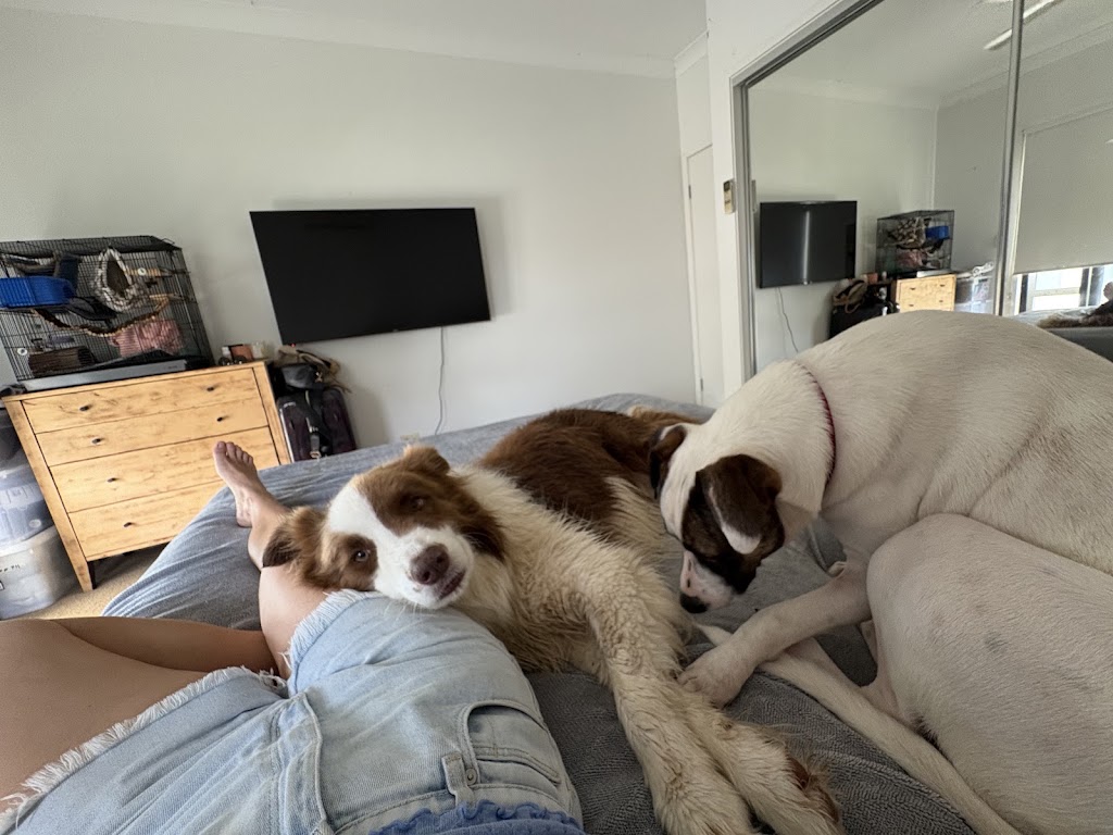 Paw-some Dog Care | Warrego Pl, Terranora NSW 2486, Australia | Phone: 0493 175 455