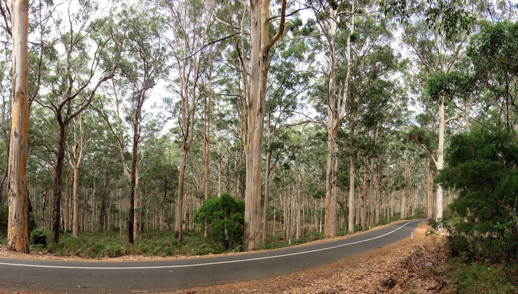 State Forest No 45 | Boranup WA 6286, Australia