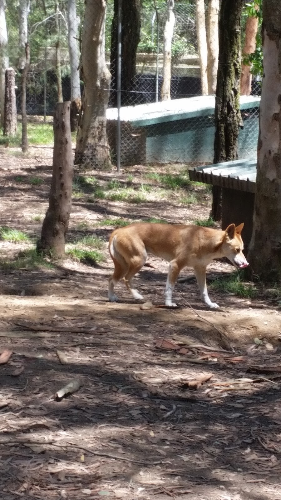 Dingo Sanctuary | 3105A Remembrance Driveway, Bargo NSW 2574, Australia | Phone: 0419 488 680