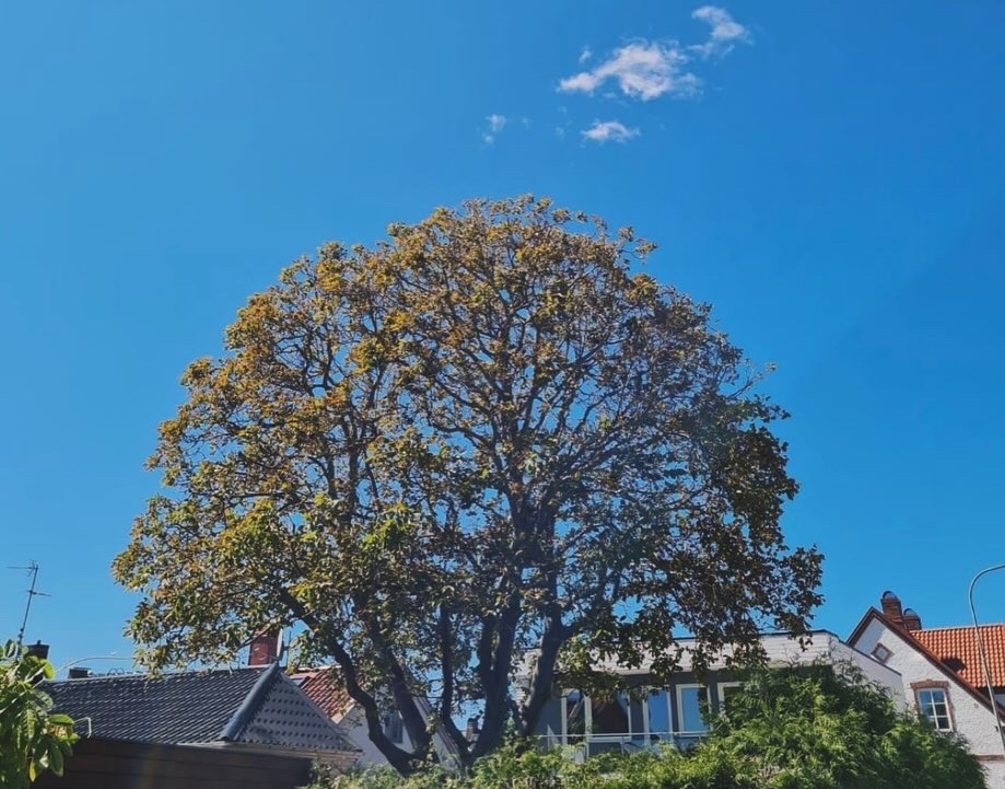 Tiger tree care | 90 Carlton Beach Rd, Dodges Ferry TAS 7173, Australia | Phone: 0457 585 139