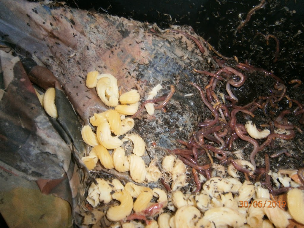 Rosemeadow Worm Farming | 5 Fitzgibbon Ln, Rosemeadow NSW 2560, Australia | Phone: (02) 9057 6479
