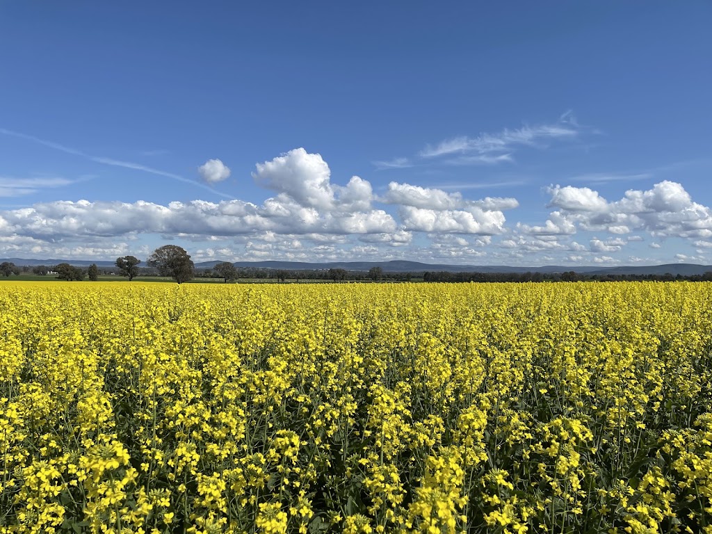 Over and Above Photography | 148 Burrangong St, Grenfell NSW 2810, Australia | Phone: 0439 811 265