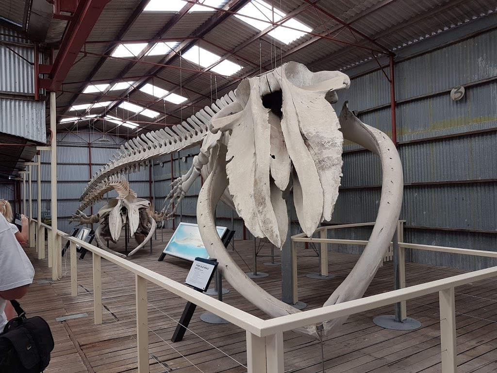 Albanys Historic Whaling Station | 81 Whaling Station Rd, Frenchman Bay WA 6330, Australia | Phone: (08) 9844 4021