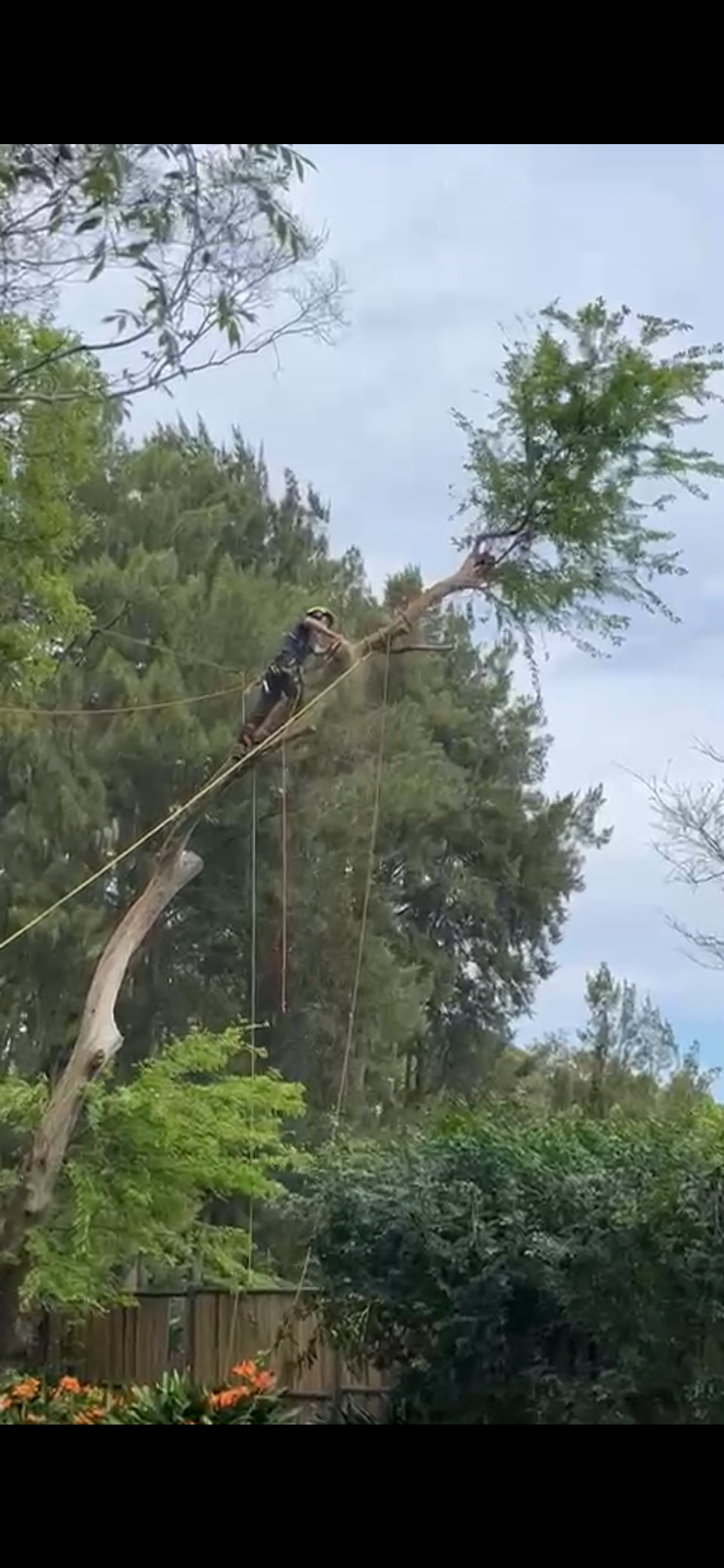 Erwin Tree Care & Services | 481 Beauchamp Rd, Maroubra NSW 2035, Australia | Phone: 0431 557 822