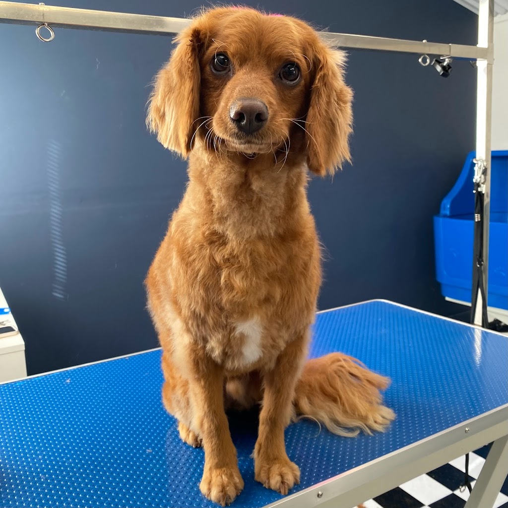 Georges House Dog Grooming Leeton | Palm Ave, Leeton NSW 2705, Australia | Phone: 0493 671 026