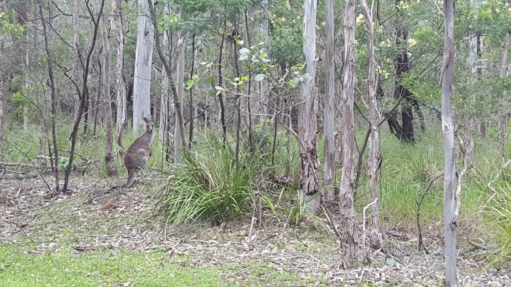 Bewong River Retreat | lodging | 2395 Princes Hwy, Bewong NSW 2540, Australia | 0244436999 OR +61 2 4443 6999