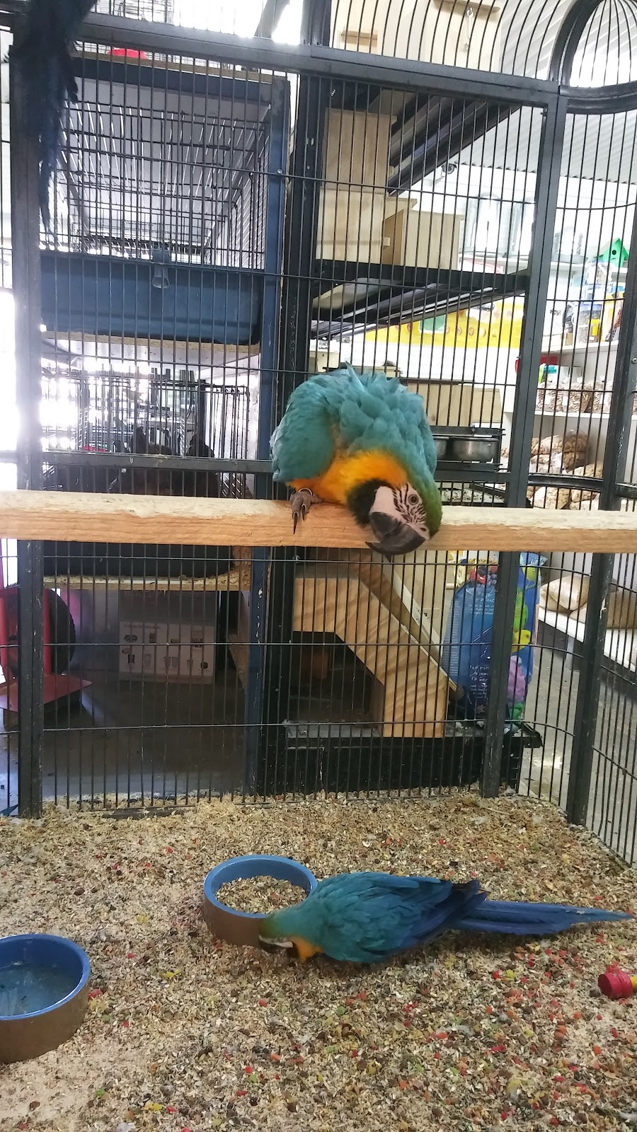 BIRDS R US | pet store | 70 Belle Vue Rd, Golden Square VIC 3555, Australia | 0354416991 OR +61 3 5441 6991