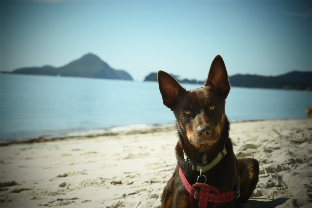 Bagnalls Beach Off-Lead Dog Exercise Area | park | Bartlett Cycleway, Nelson Bay NSW 2315, Australia