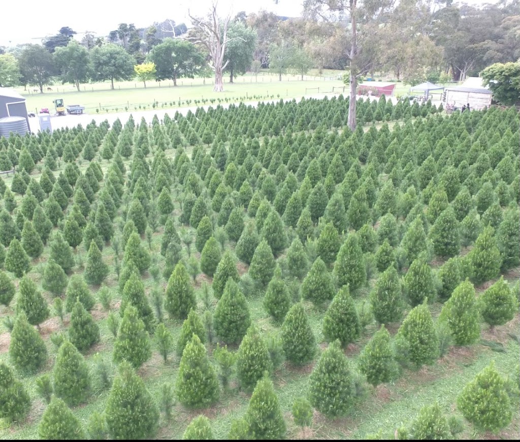 Hynds Pines Christmas Trees | 80 Currie Rd, Drouin South VIC 3818, Australia | Phone: 0438 118 342