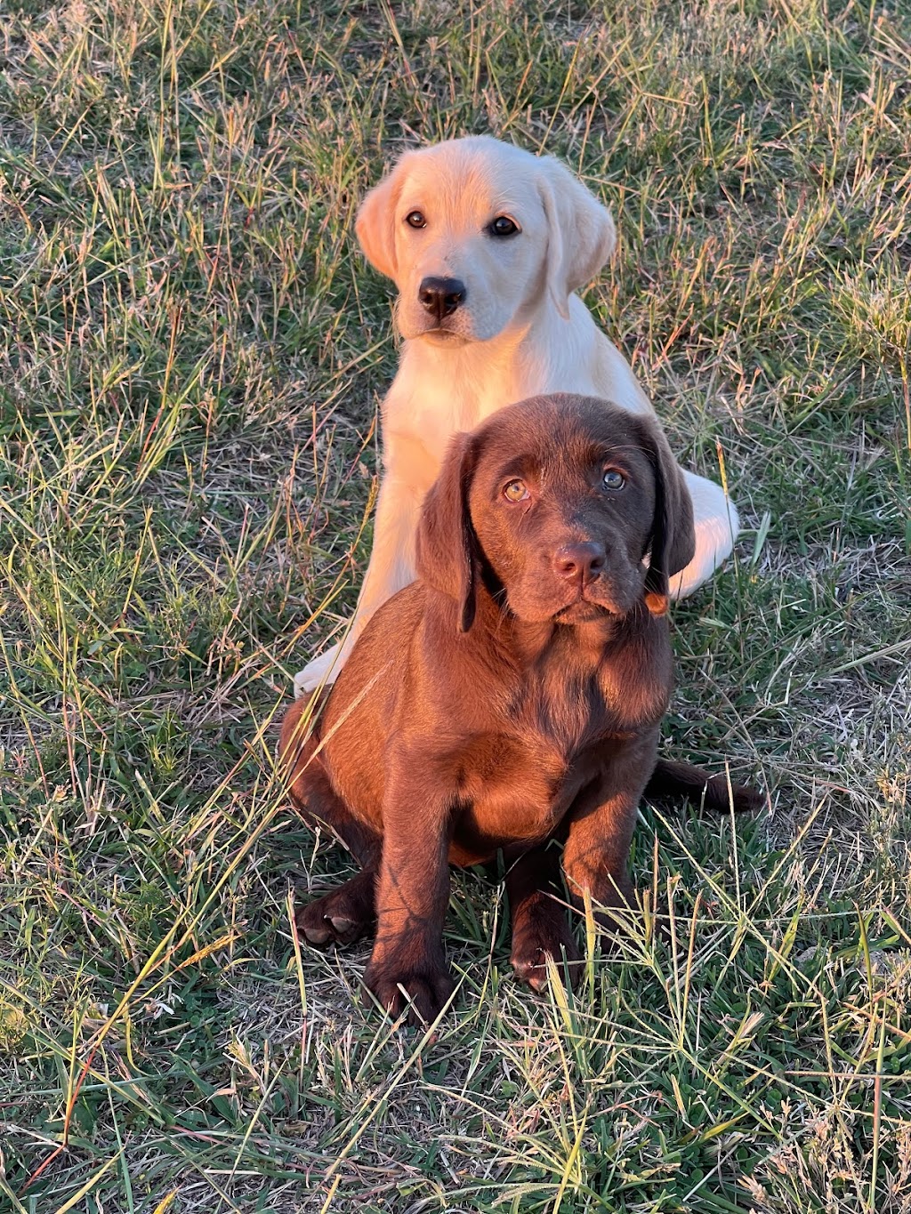 Haleana Labradors | Belubula Way, Canowindra NSW 2804, Australia | Phone: 0433 636 285