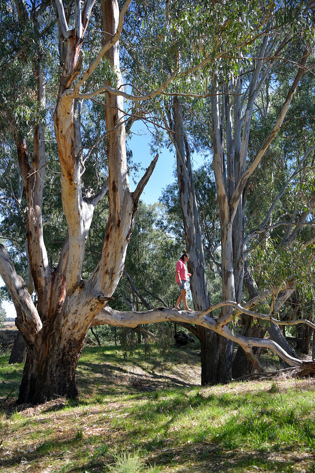 Kellie Malcolm | 18 Walters St, Wunghnu VIC 3635, Australia | Phone: 0428 655 391