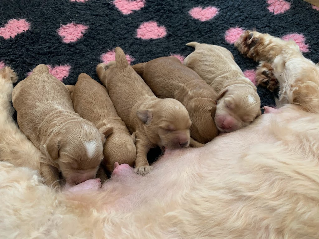 Misty Mountain Australian Labradoodles | 58-60 Siganto St, Tamborine Mountain QLD 4272, Australia | Phone: 0409 813 053