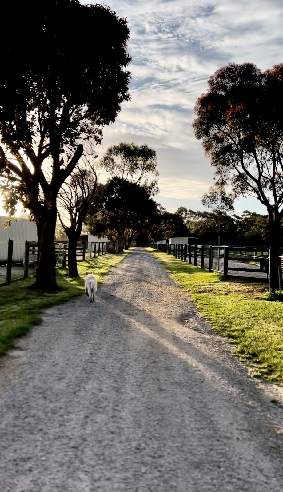 South Peninsula Stables | 177 Coolart Rd, Hastings VIC 3915, Australia | Phone: 0409 217 278