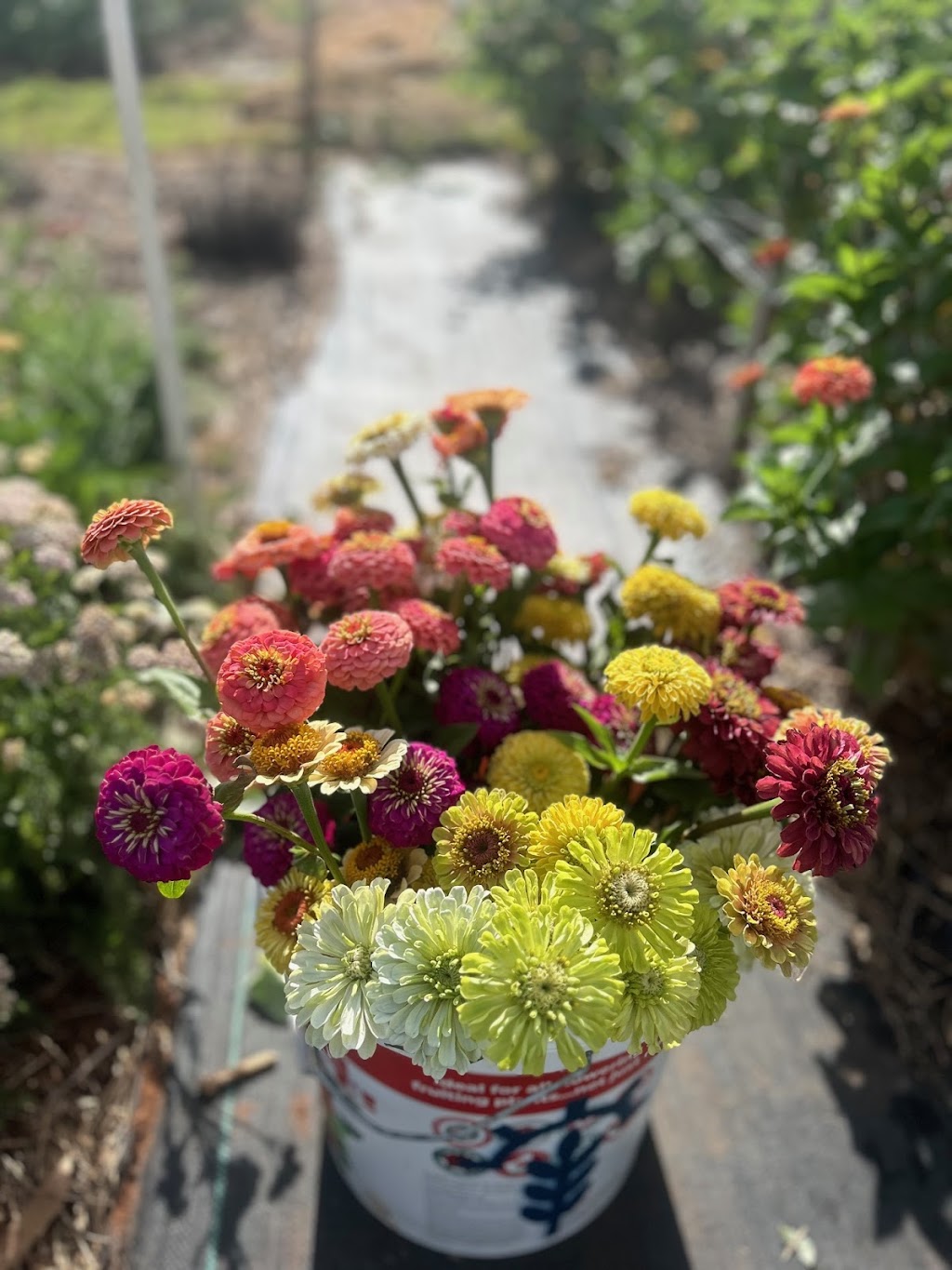 Milroy Meadows Flower Farm | Waterhouse Way, Gunnedah NSW 2380, Australia | Phone: 0437 628 630