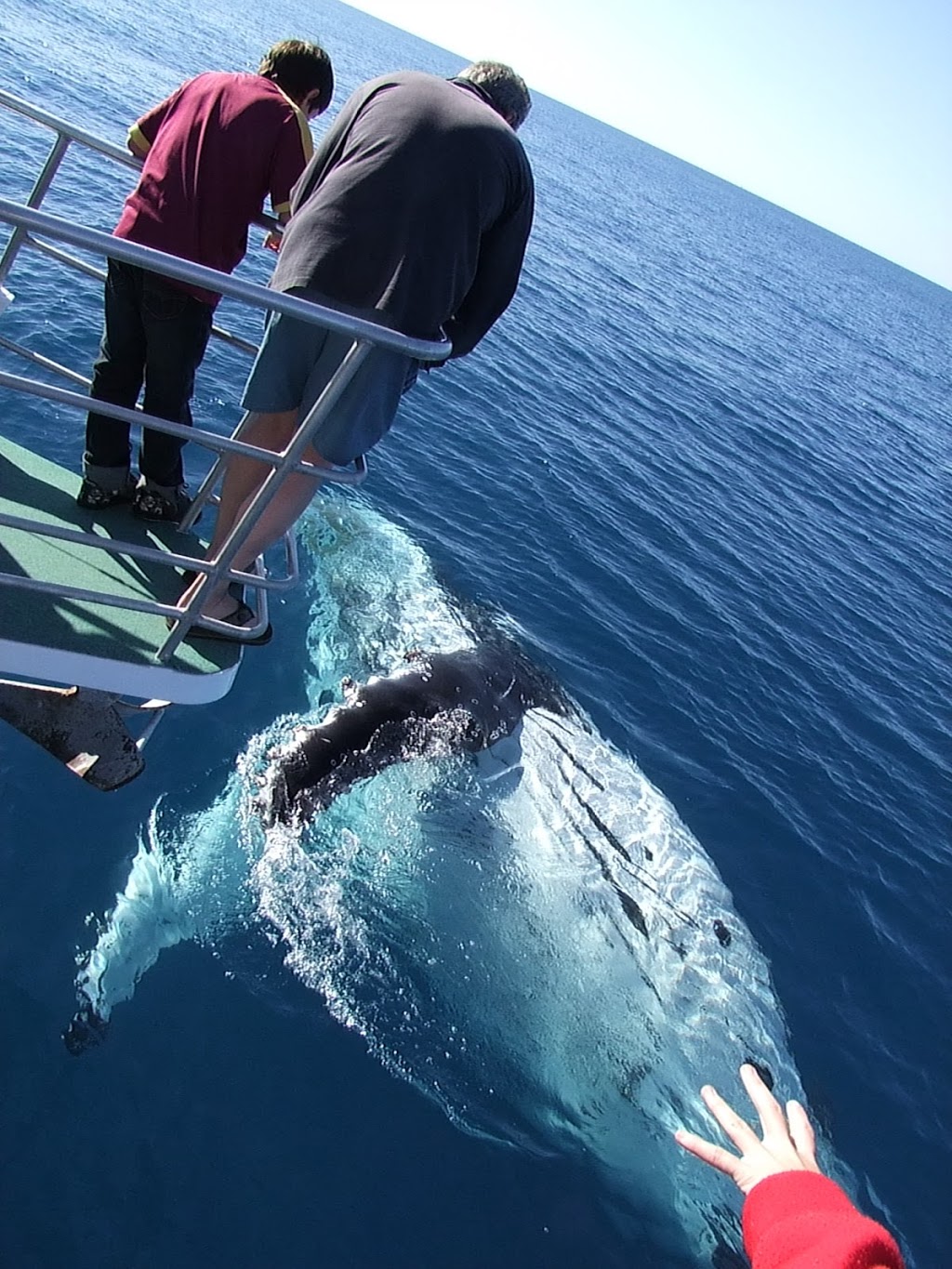 Hervey Bay Whale Watch | travel agency | Great Sandy Straits Marina,, Buccaneer Dr, Urangan QLD 4655, Australia | 1800671977 OR +61 1800 671 977