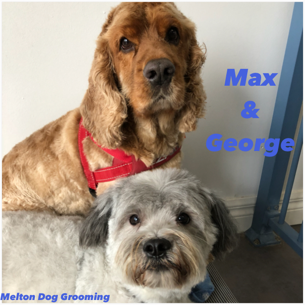 Melton Dog Grooming | store | 263 Centenary Ave, Melton West VIC 3337, Australia | 0438565116 OR +61 438 565 116