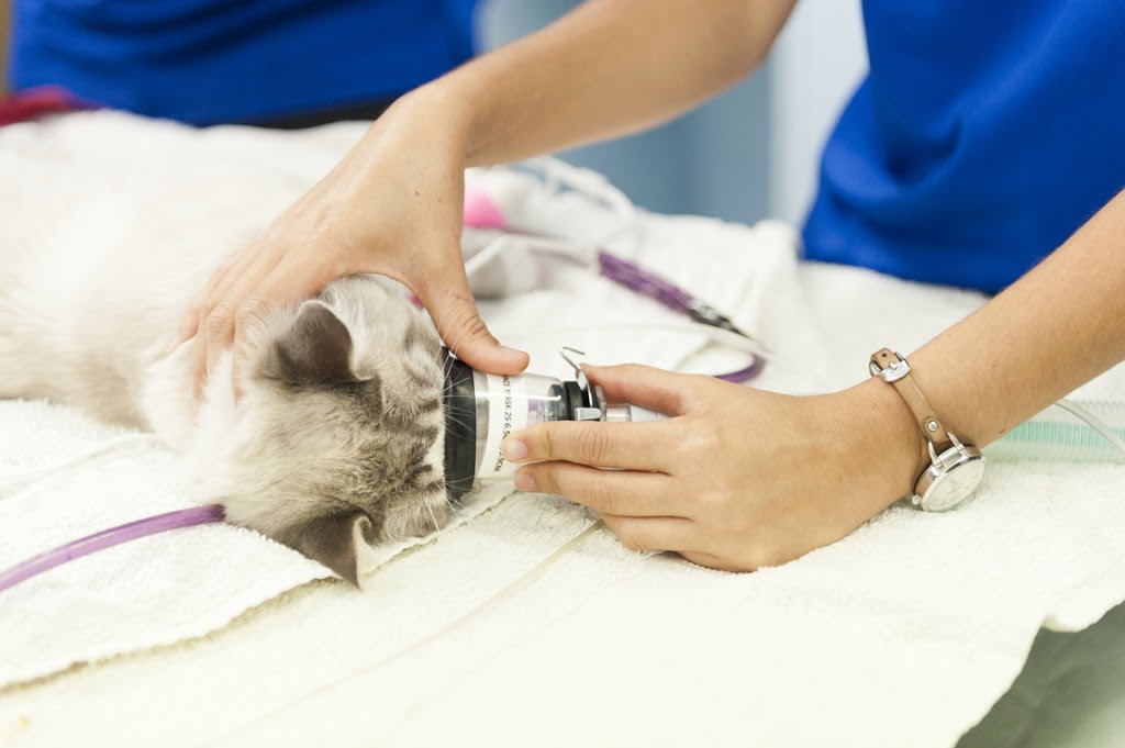 Eaton Vet Clinic | veterinary care | 6 Cassowary Bend, Eaton WA 6232, Australia | 0897250399 OR +61 8 9725 0399