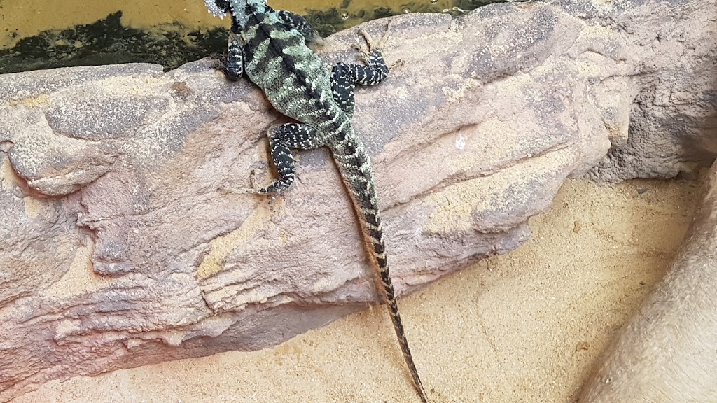 Gully Reptile Centa | 6/32 Famechon Cres, Modbury North SA 5092, Australia | Phone: (08) 8264 9455