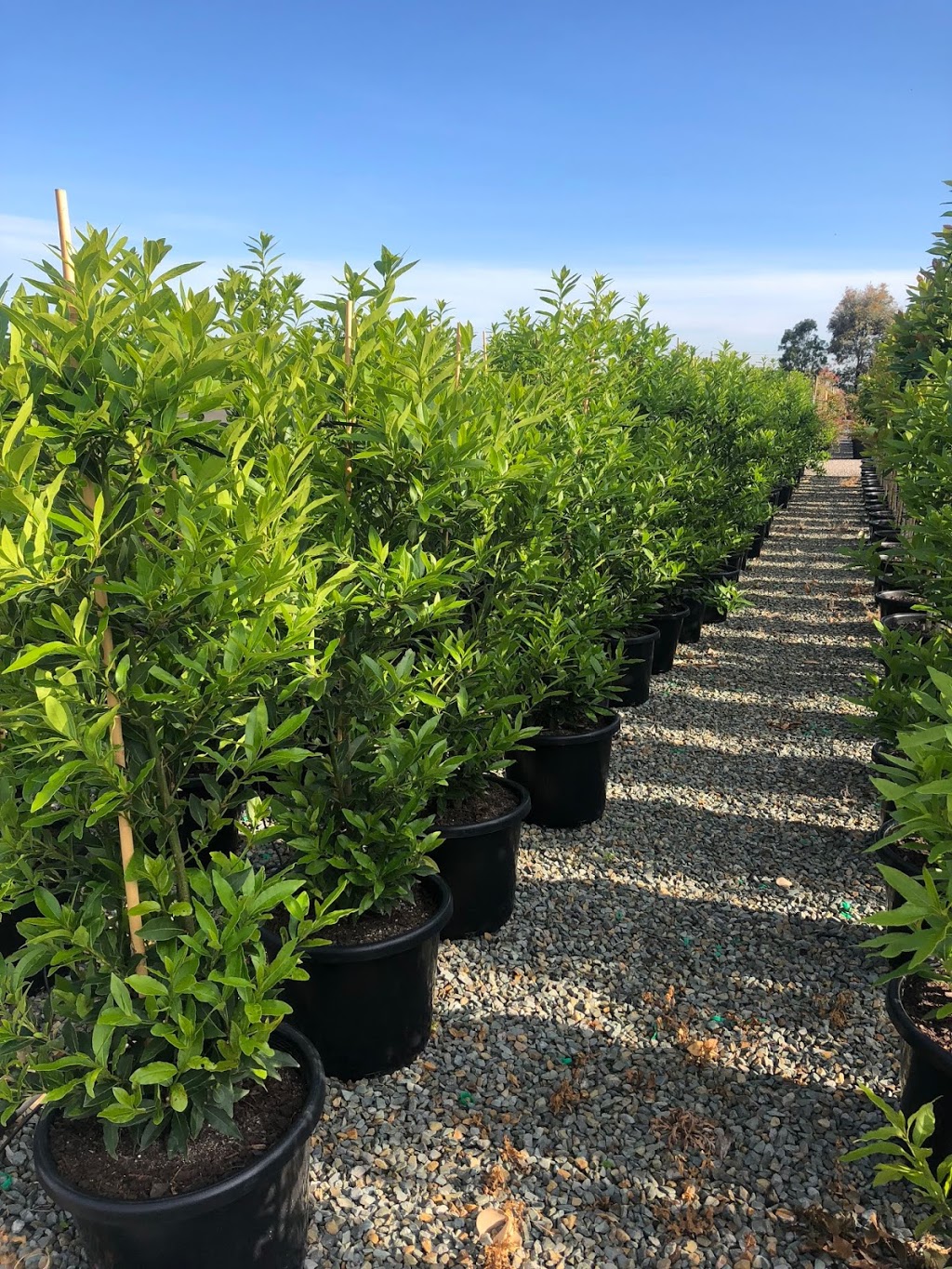 Botanix Plant Supply - Carrum Downs | 40 Learmonth Rd, Carrum Downs VIC 3201, Australia | Phone: (03) 5977 7034