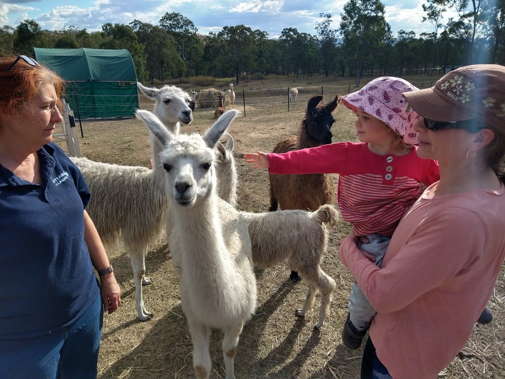 Ottaba Llamas | 6410 Brisbane Valley Highway, Ottaba QLD 4313, Australia | Phone: 0407 165 100