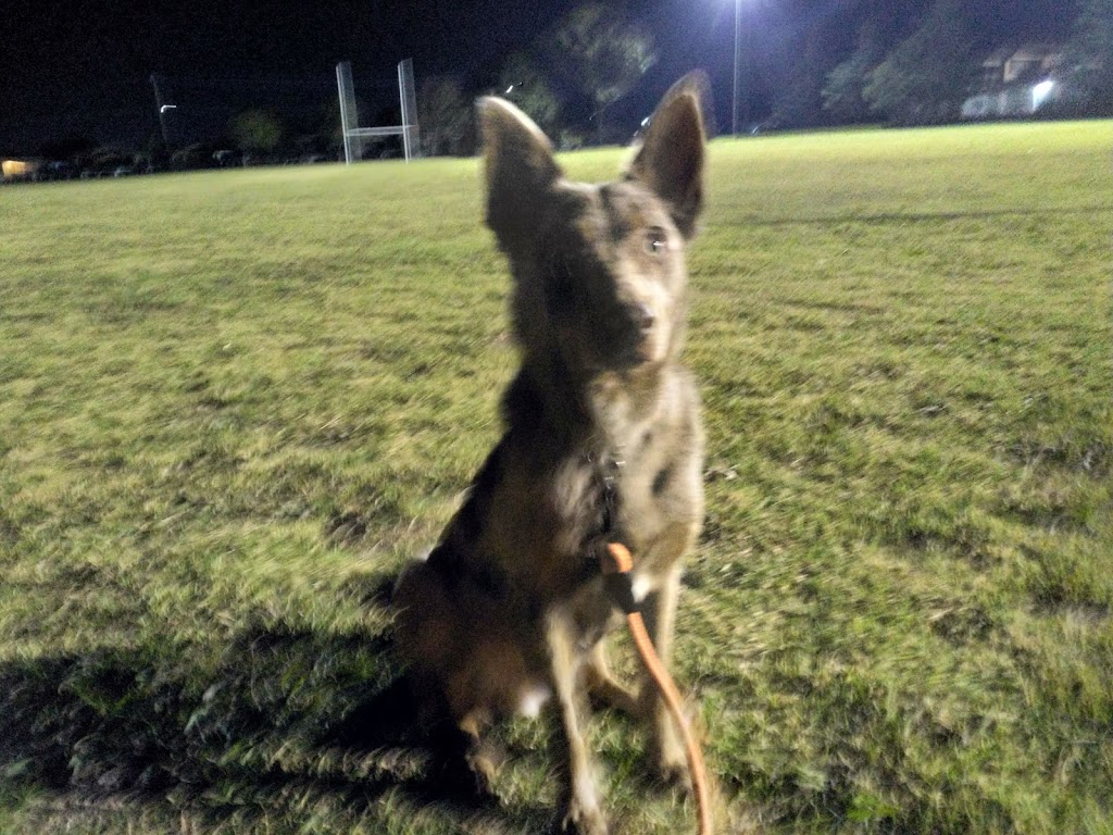 Toowoomba Dog Obedience Club Inc | Norman Park, Newtown QLD 4350, Australia | Phone: (07) 4633 2241