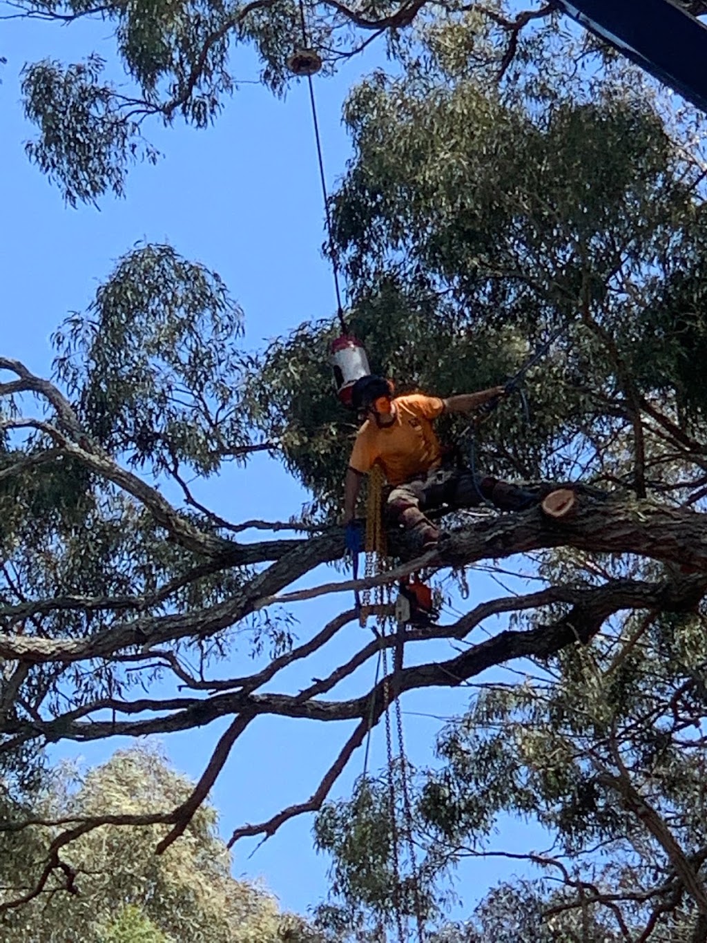 North West Sydney Tree & Stump Removal | 12 Bull Ridge Rd, East Kurrajong NSW 2758, Australia | Phone: 0403 736 133