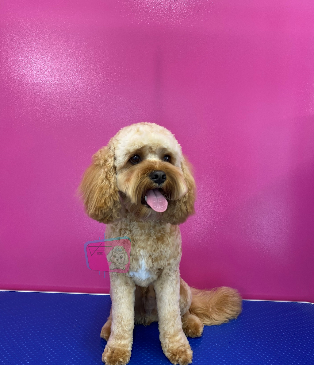 Fetch22 Pet Styling | 22 Winfield Court, Armstrong Creek VIC 3217, Australia | Phone: 0484 390 402