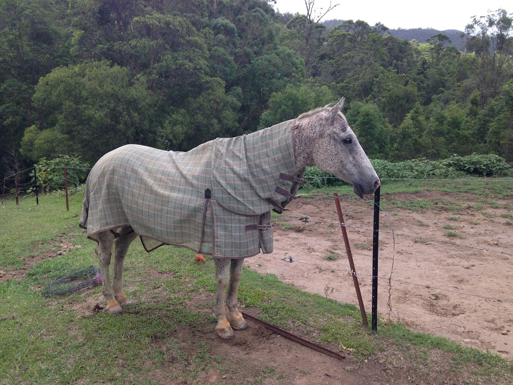 Chaydn Equestrian Park | 22 Garlinge Ct, Bonogin QLD 4213, Australia | Phone: 0404 609 252