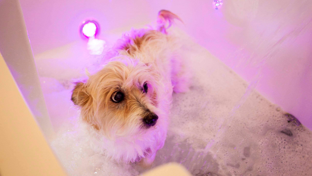 Classy K9s Boutique Spa | 29 Yeates St, Moranbah QLD 4744, Australia | Phone: 0431 253 757