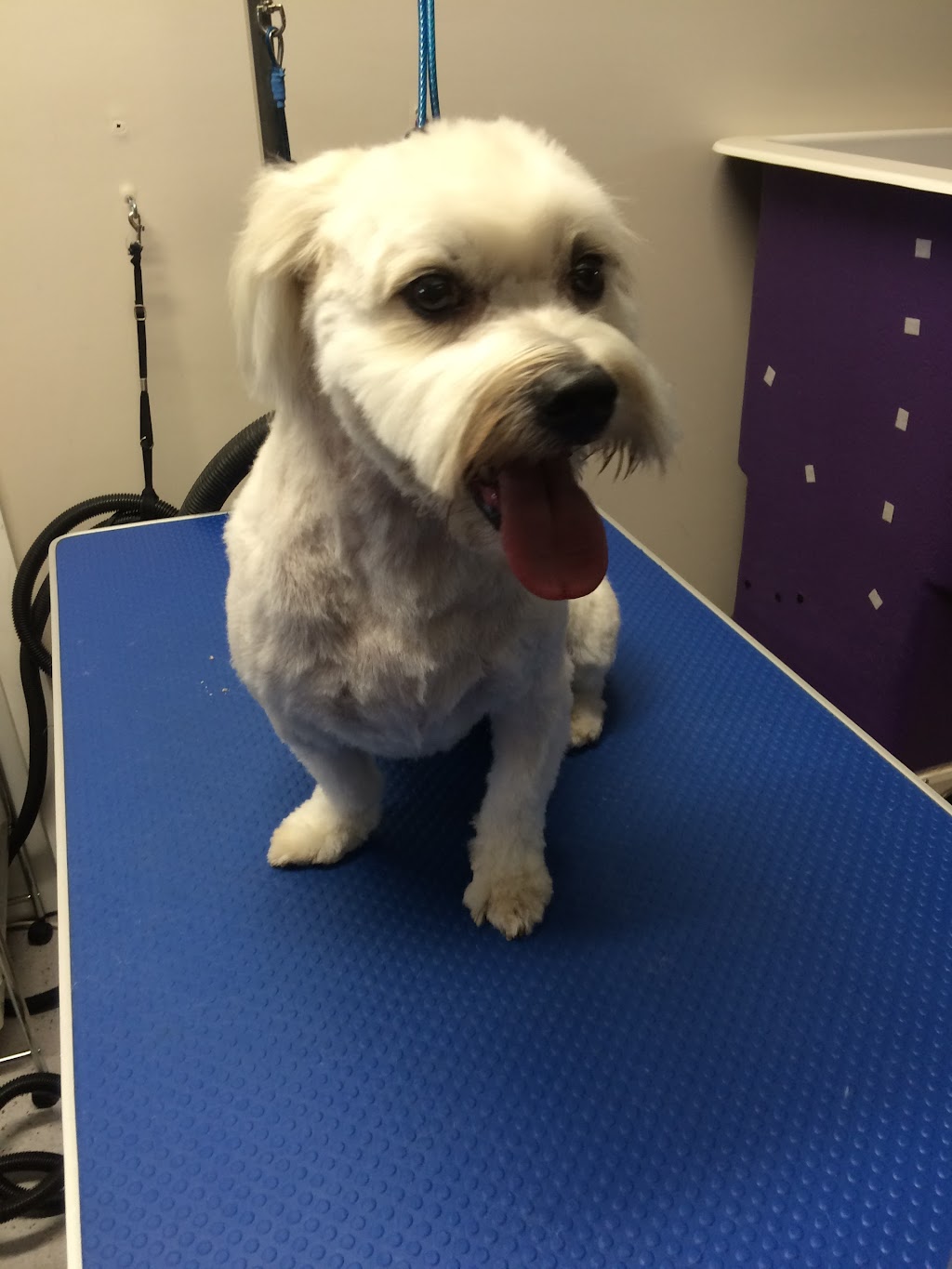 Allies Dog Grooming | 5 Nelson Ct, Melton South VIC 3338, Australia | Phone: 0412 262 504