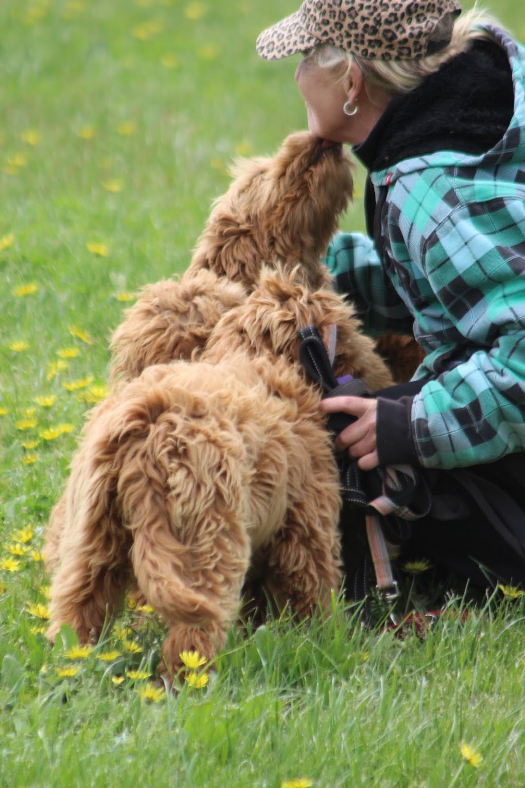 Bollies Oodle Farm Stay | off Yulungah Road, 166 Hillbricks Rd, Trafalgar VIC 3824, Australia | Phone: 0401 510 737