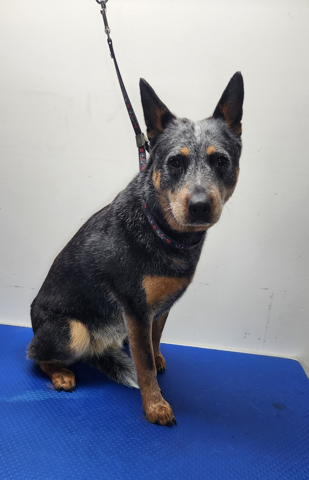 Gippy Dog Grooming | Brittlewood Ln, Longwarry VIC 3816, Australia | Phone: 0461 453 341