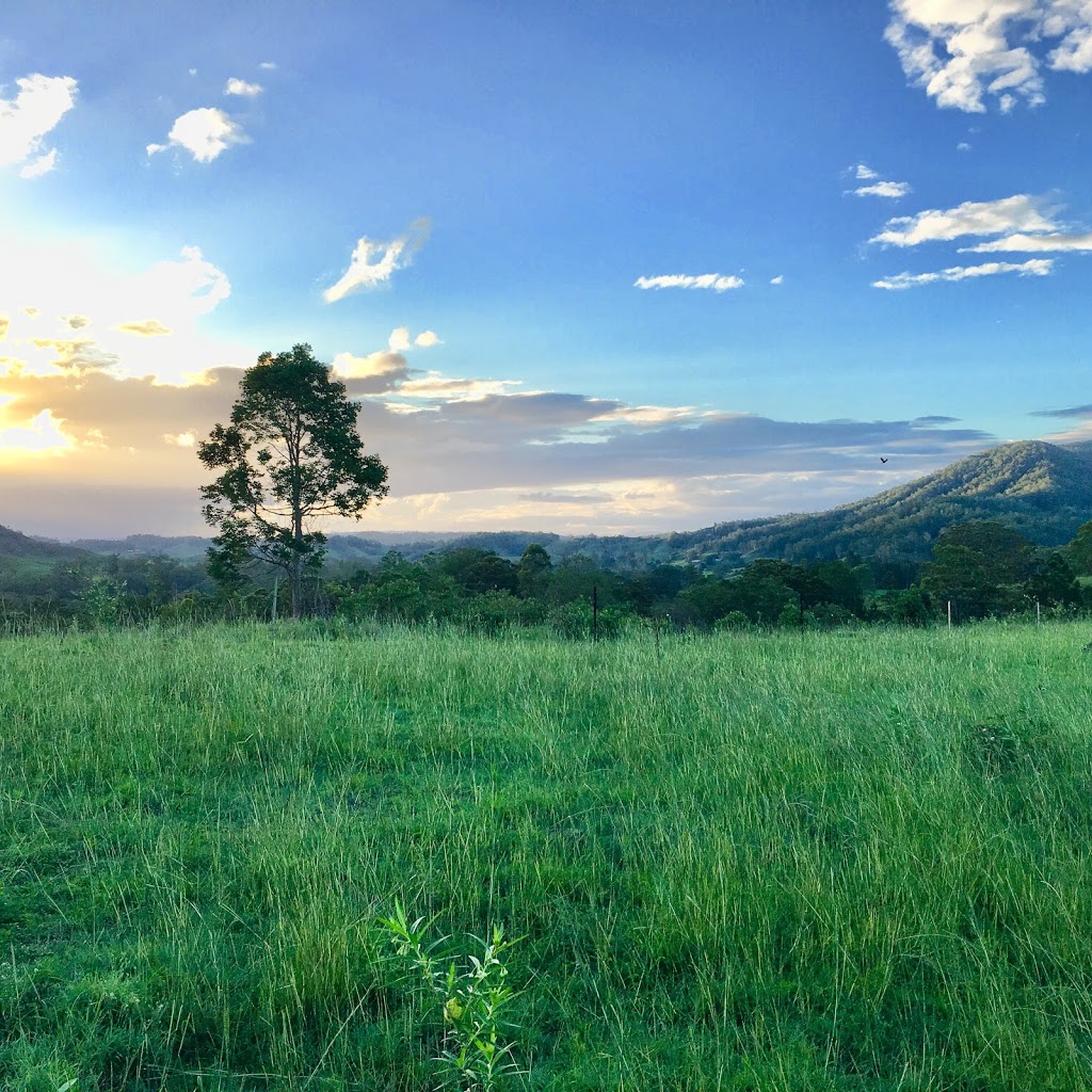 Bungabee Springs Camping | 249 ONeill Rd, Bentley NSW 2480, Australia | Phone: 0424 179 004