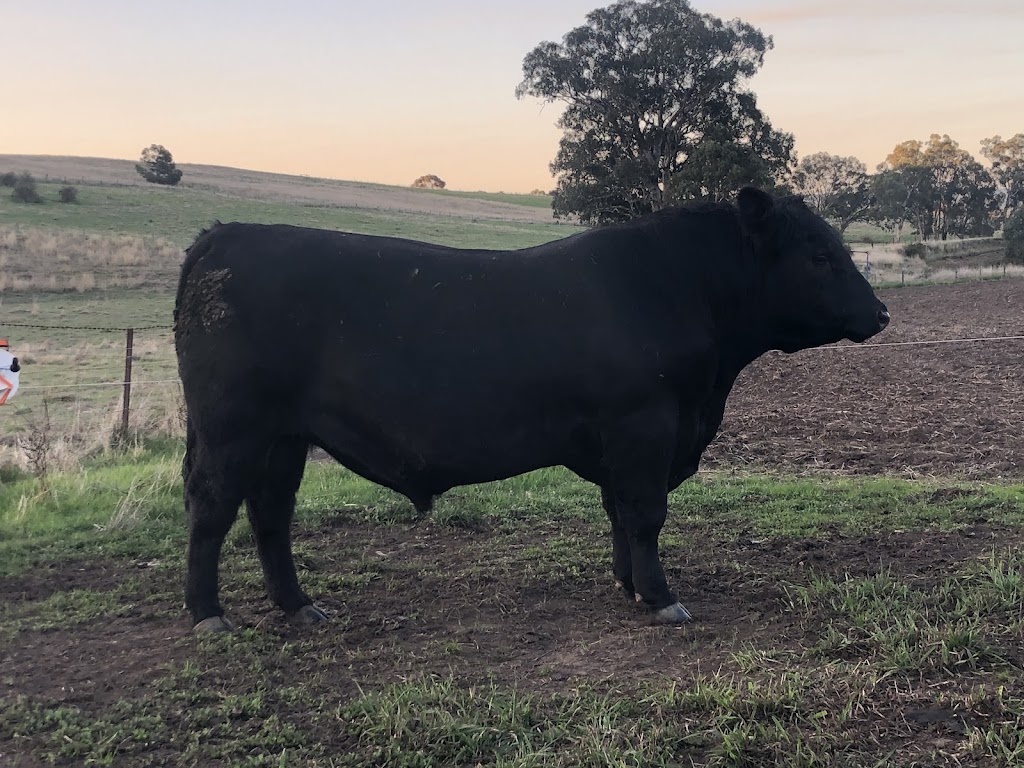 Tooloomba Angus | 72 Laubes Rd, Springton SA 5235, Australia | Phone: 0467 581 063